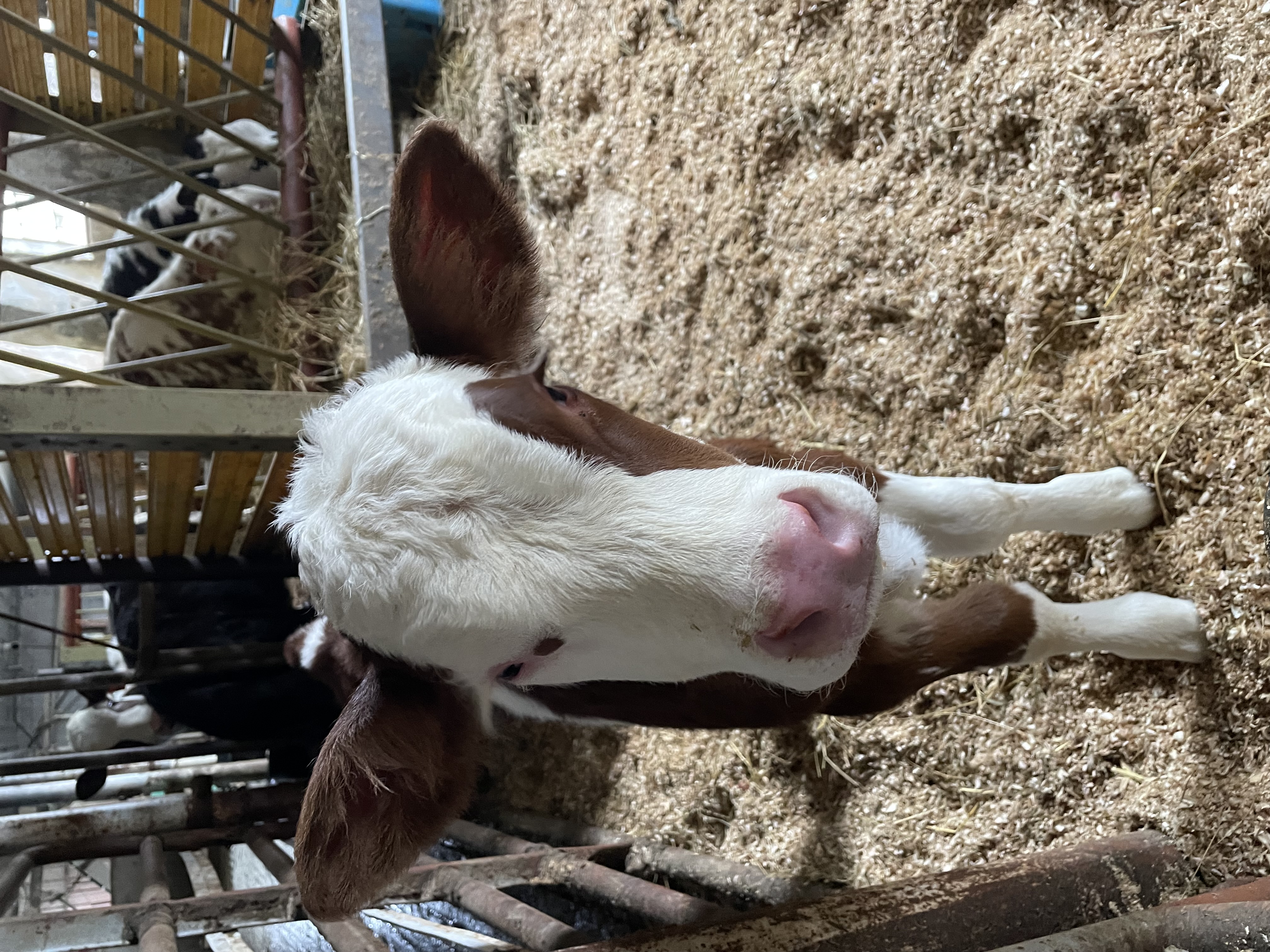 calf